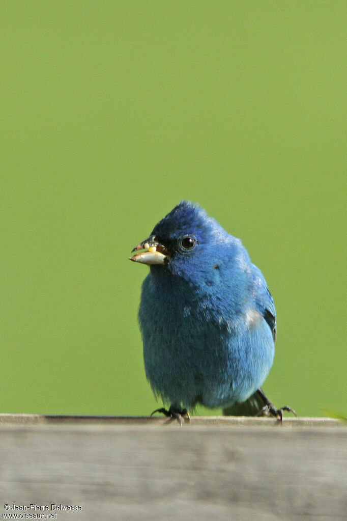 Passerin indigo mâle, identification, régime