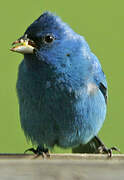 Indigo Bunting