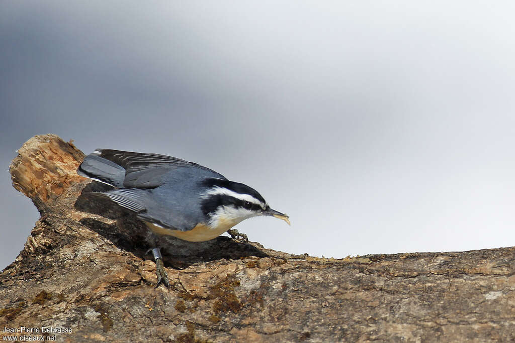 Red-breasted Nuthatchadult, identification