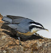 Red-breasted Nuthatch