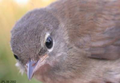 Cetti's Warbler