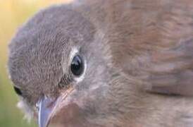 Cetti's Warbler