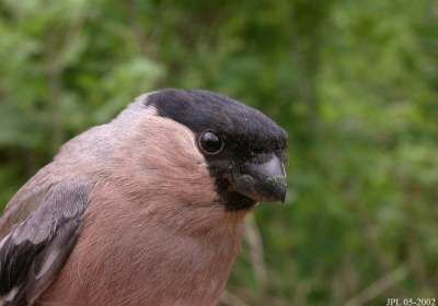 Eurasian Bullfinch