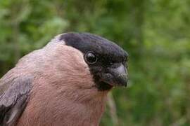 Eurasian Bullfinch