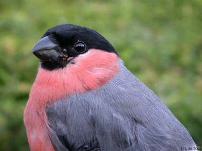 Eurasian Bullfinch