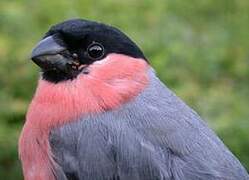 Eurasian Bullfinch