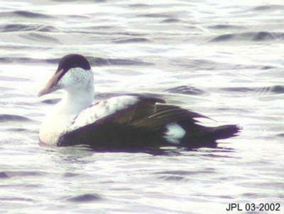 Eider à duvet