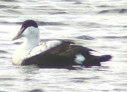 Common Eider