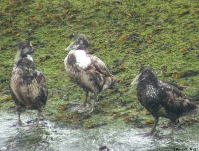 Eider à duvet