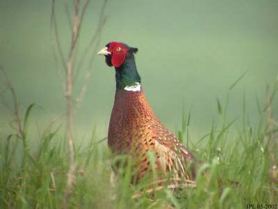 Common Pheasant