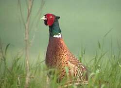 Common Pheasant