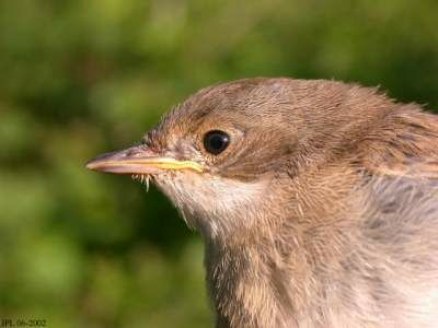 Fauvette grisette