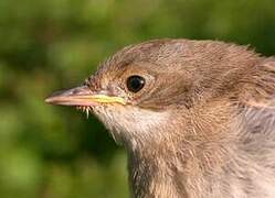 Common Whitethroat