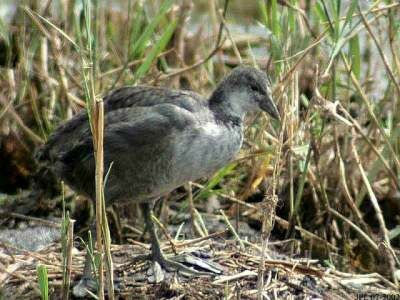 Eurasian Coot