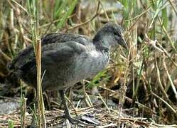 Eurasian Coot