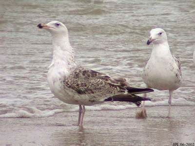 Great Black-backed Gull