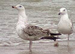 Great Black-backed Gull