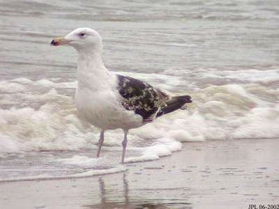 Great Black-backed Gull