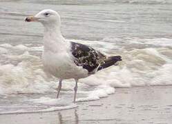 Great Black-backed Gull