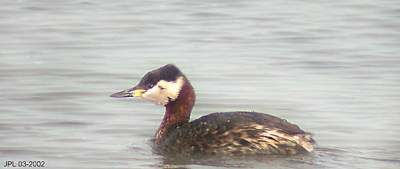 Red-necked Grebe