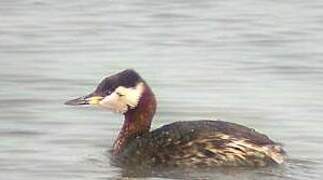 Red-necked Grebe