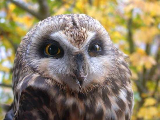 Short-eared Owl