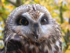 Hibou des marais