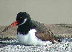 Eurasian Oystercatcher