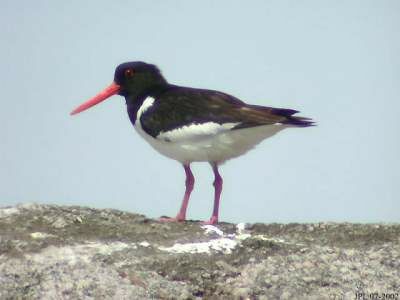 Eurasian Oystercatcher