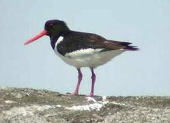 Eurasian Oystercatcher