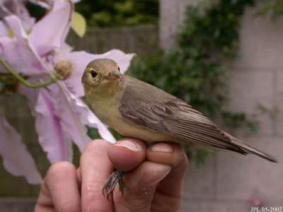 Icterine Warbler