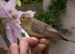 Icterine Warbler