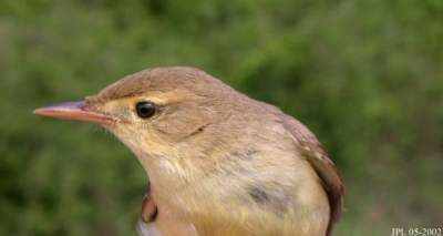 Melodious Warbler