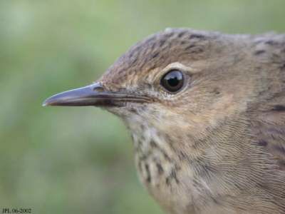 Common Grasshopper Warbler