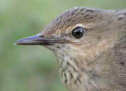 Common Grasshopper Warbler