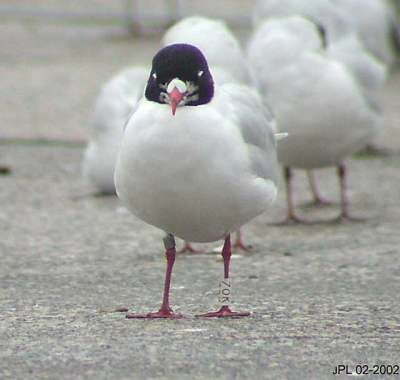 Mouette mélanocéphale