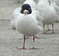 Mouette mélanocéphale