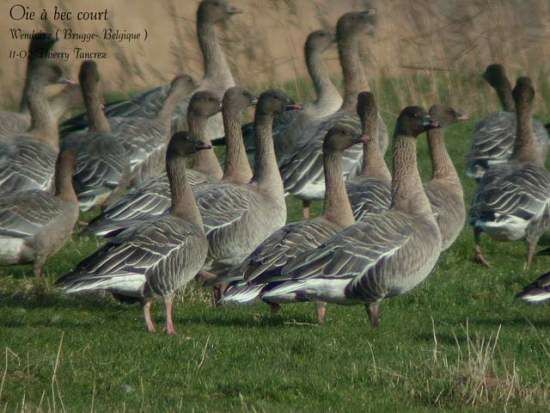 Pink-footed Goose