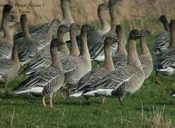 Pink-footed Goose