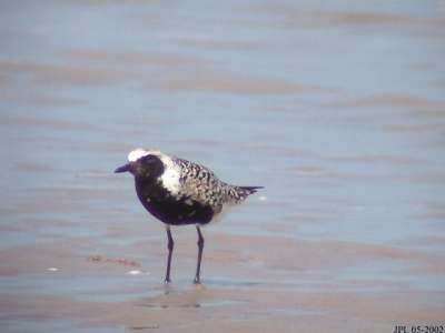 Grey Plover