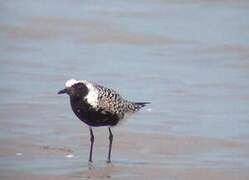 Grey Plover