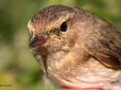 Common Chiffchaff