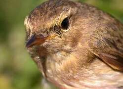 Common Chiffchaff