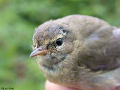 Common Chiffchaff