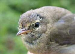 Common Chiffchaff