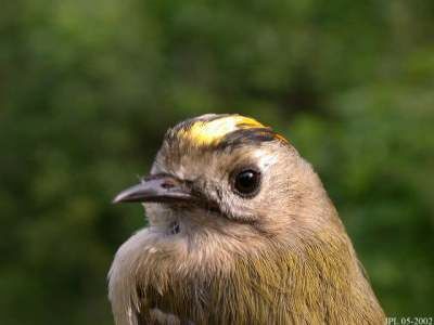 Goldcrest