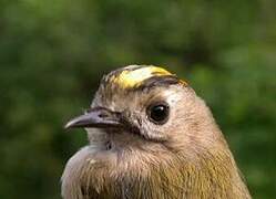 Goldcrest