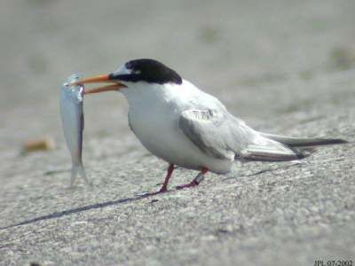 Little Tern