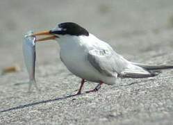 Little Tern