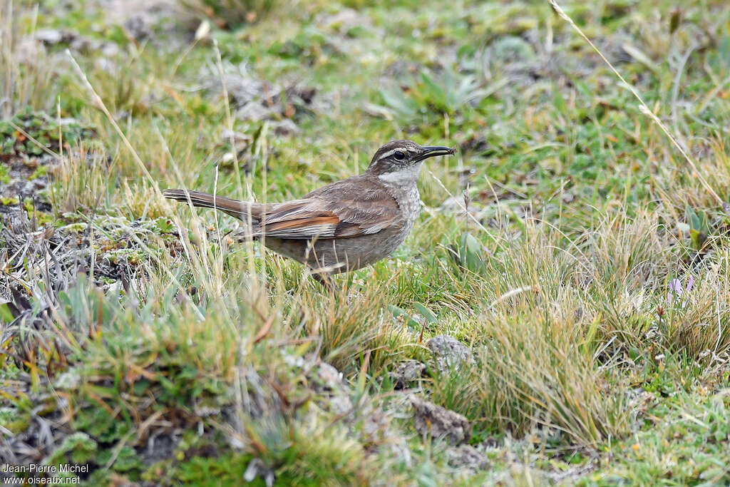 Cinclode du paramoadulte, habitat, pêche/chasse